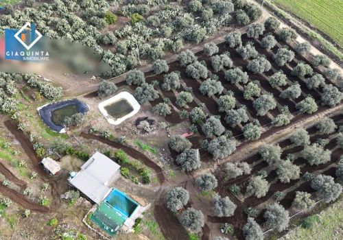 4 TUMULI DI ULIVETO / C.DA FRANCELLO – MILITELLO IN VAL DI CATANIA – Rif. DDCSBS2026