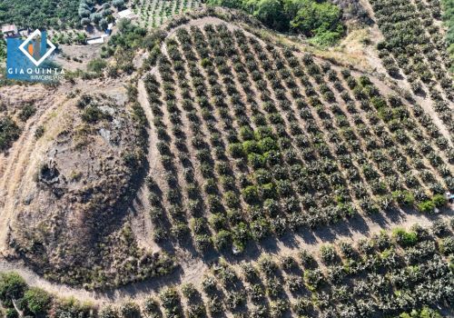 FICHIDINDIETO 3.5 ETTARI / C.DA ALFARA TRE FONTANE – PALAGONIA – Rif. DSLSVL2025