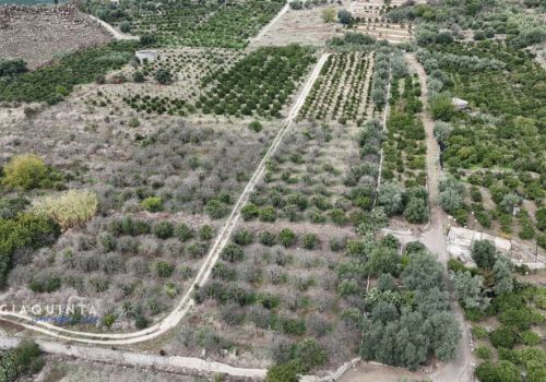 TERRENO AGRICOLO 3.8 ETTARI / C.DA XIRUMI SS385 – SCORDIA – Rif. LFRFRT2026